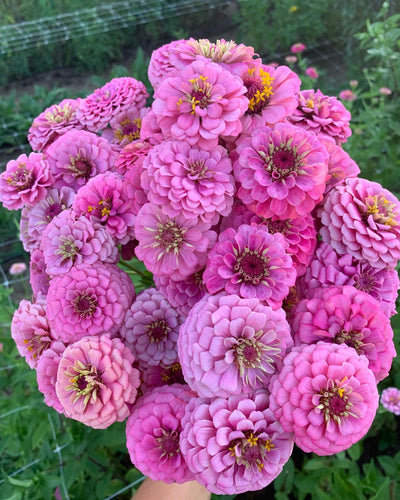 Harvesting Tips and Preparing for Your Trip to Pick Flowers for Your Wedding