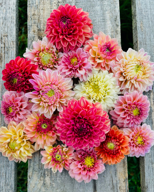 Why Dahlia Cuttings Might Be the Secret to Superior Blooms