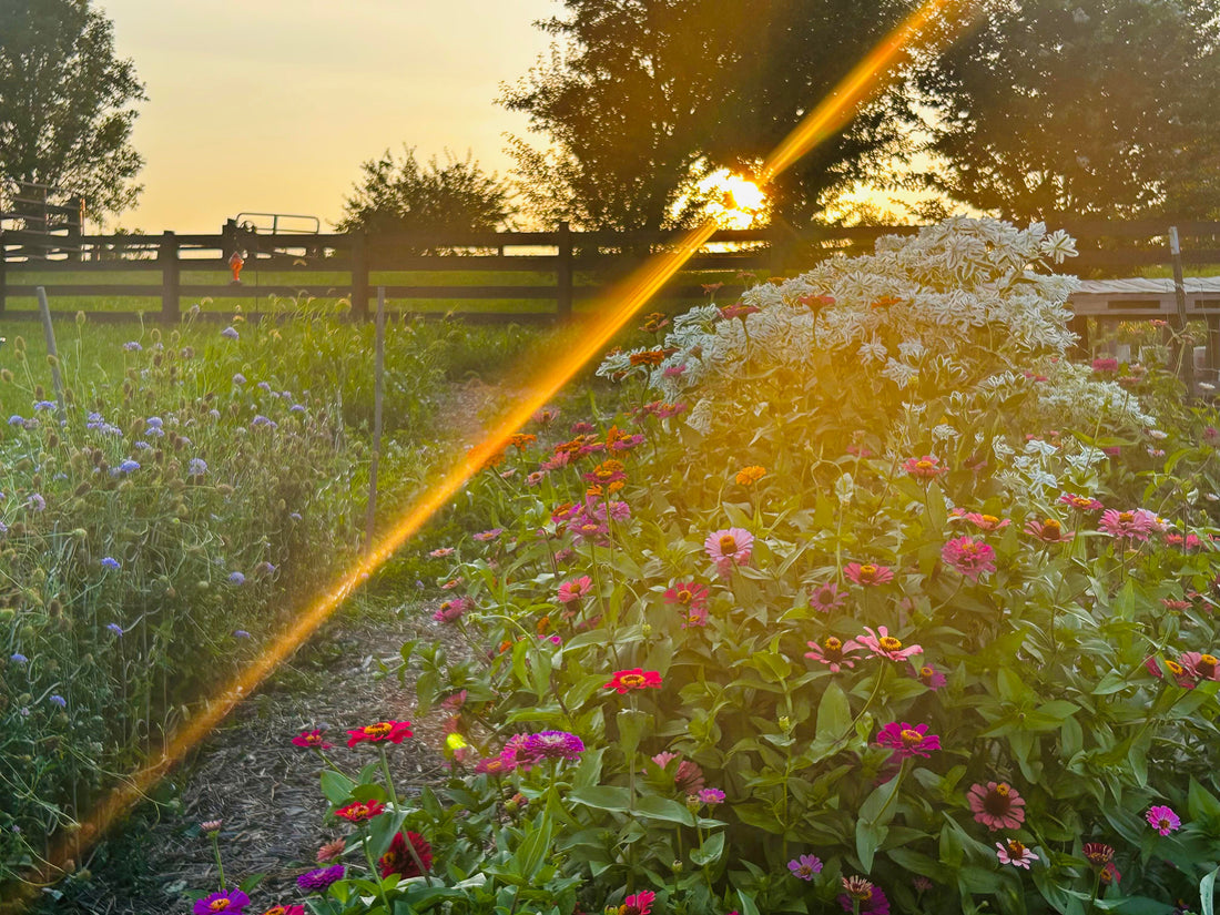 A New Way To Look At Your Garden