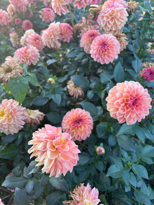 Why Dahlias are the PERFECT Addition to Your Landscape