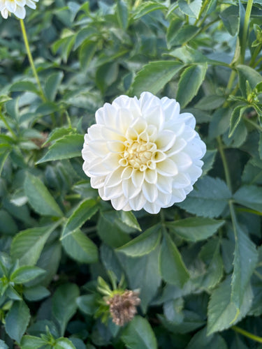 Why You Should Buy Cuttings to Plant Dahlias