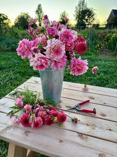 How Home Gardeners Can Increase Their Dahlia Stock at the End of the Year