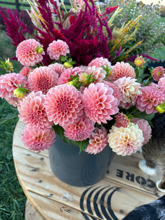 How Adding Dahlias to Your Garden Pays Off: The Lifetime Value of Growing One Dahlia