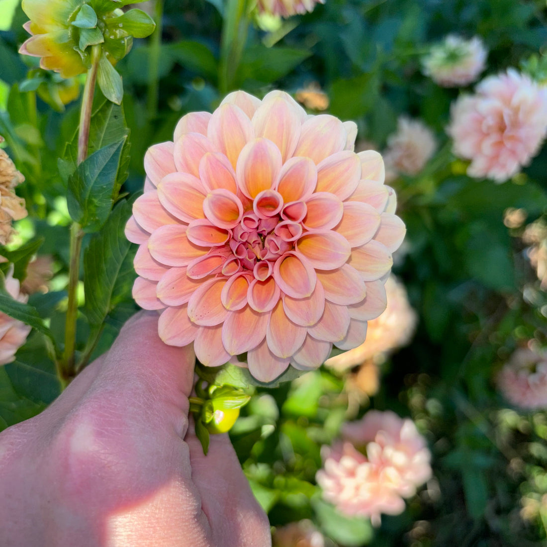 Why a Bouquet Subscription is the Ultimate Valentine’s Day Gift