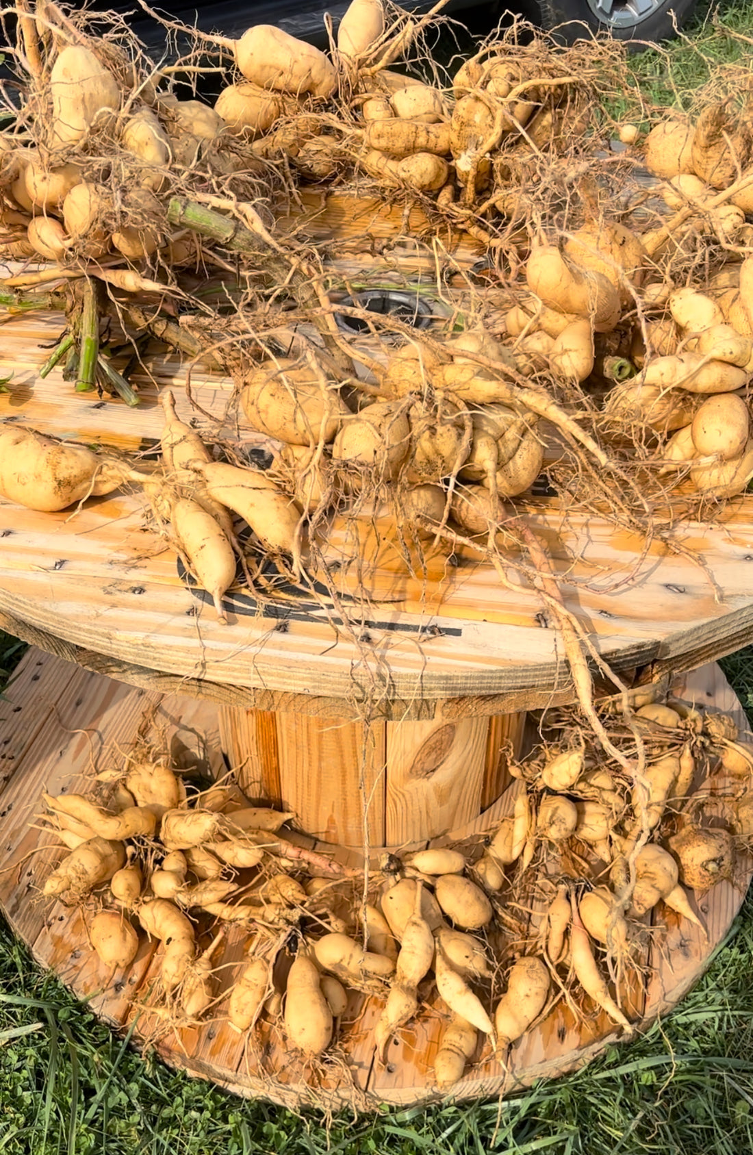 How to dig and divide dahlia tubers