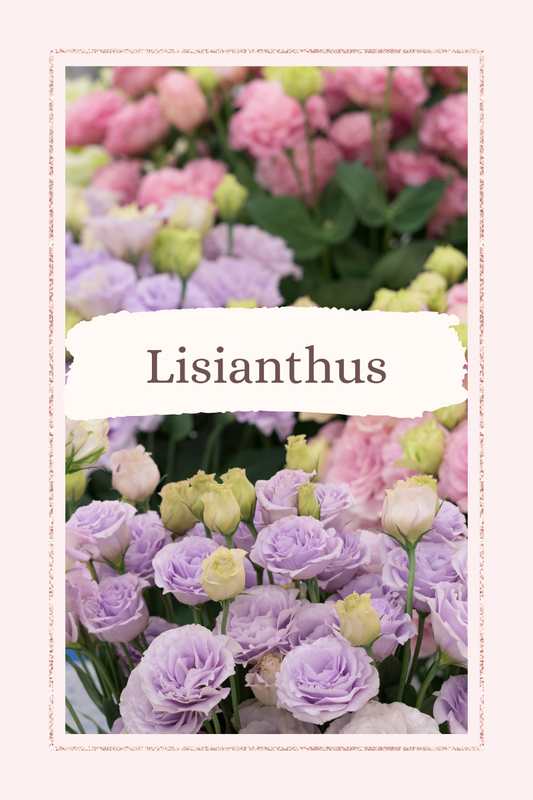 Why Lisianthus Plugs Are Better Than Starting from Seed