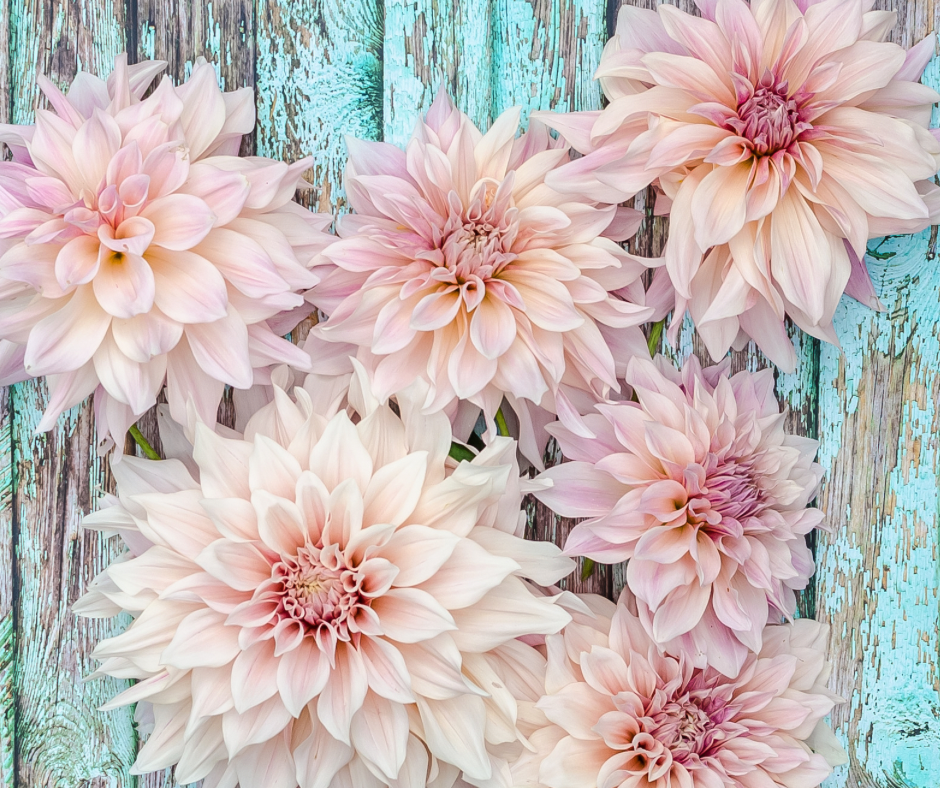 Dahlias Demystified: Understanding the Differences Between Tubers, Seeds, and Cuttings