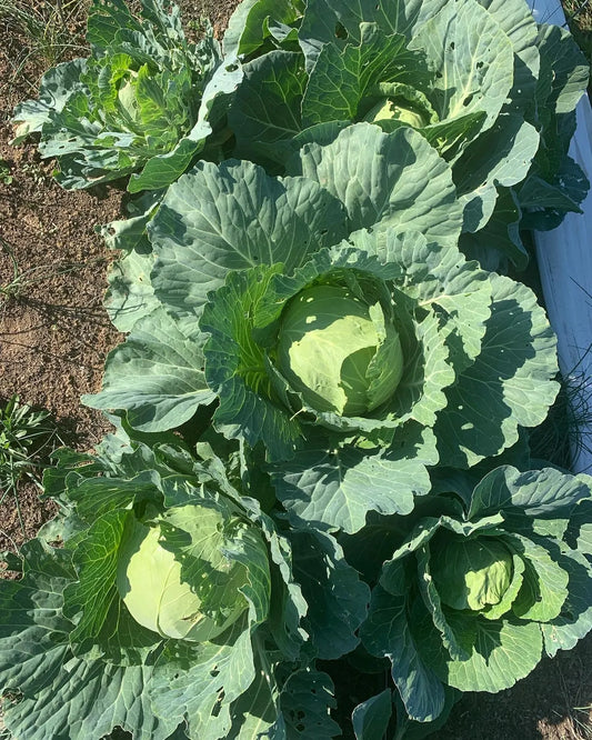 Natural Pest Management