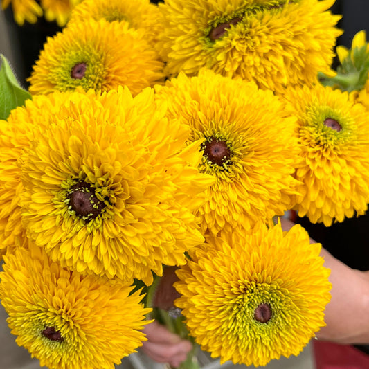 Top 10 Cold Season Hardy