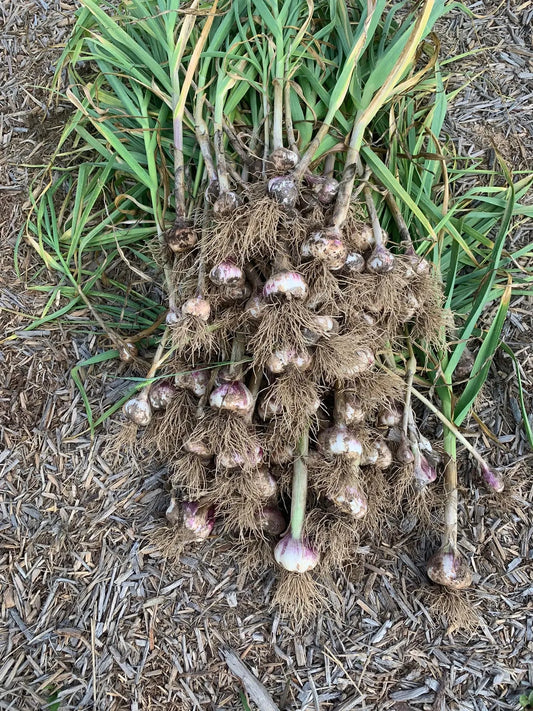 Growing A Staple Garden