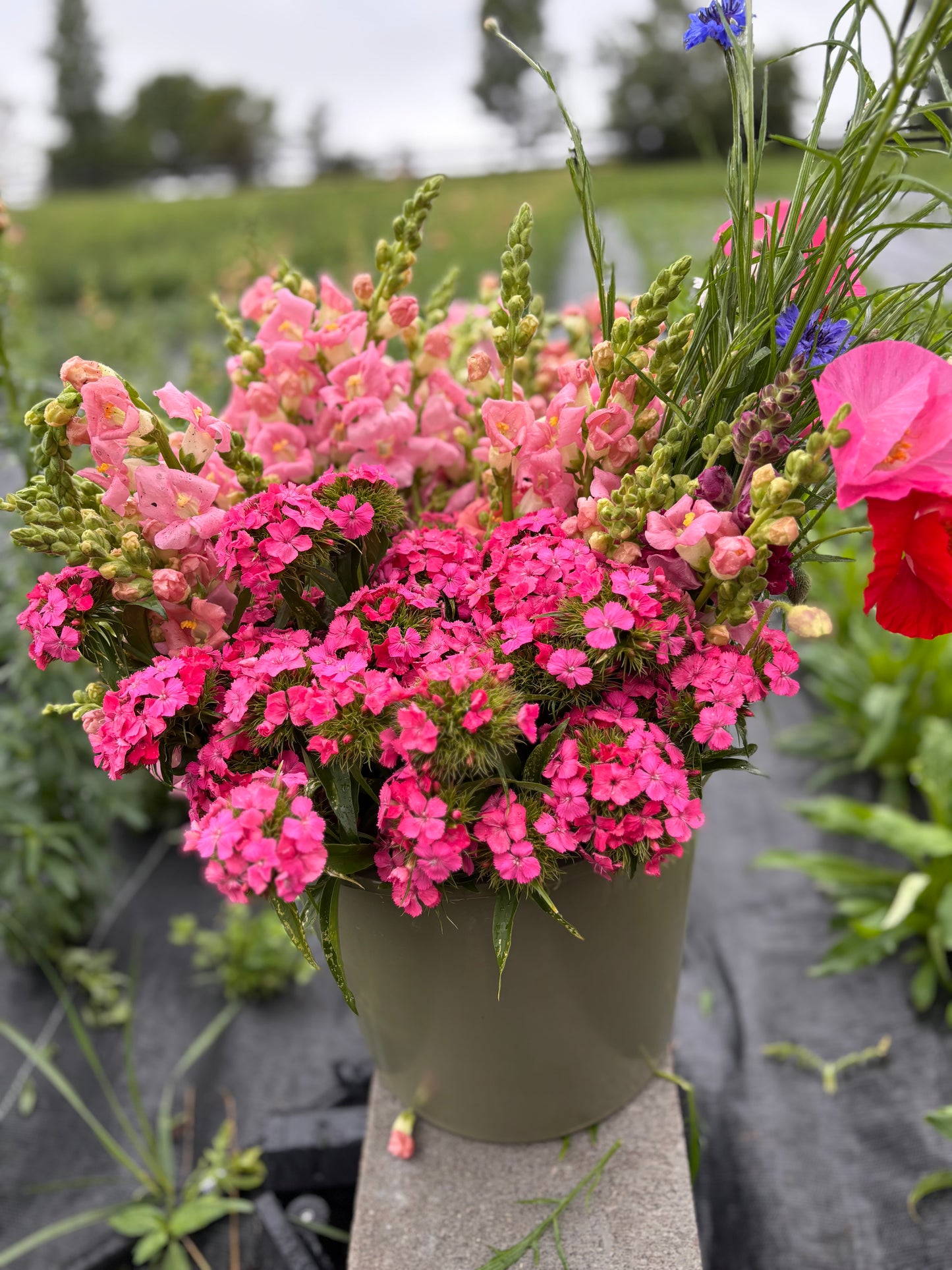 Bulk Buckets (DIY Growers Choice)