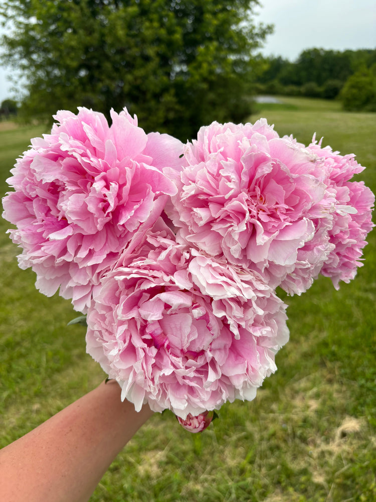 Garden Kits, Lavender, Peonies