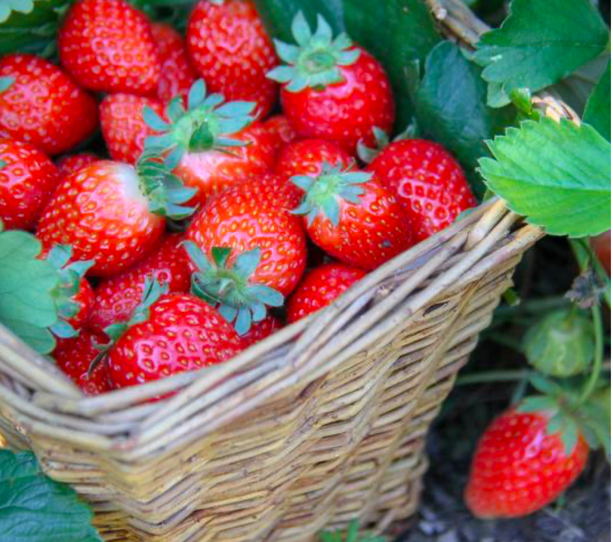 Strawberries Everbearing 'Seascape'