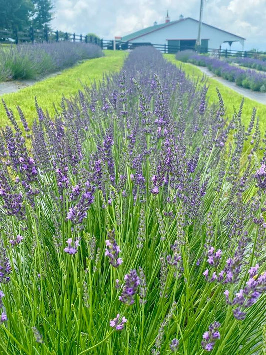 French Lavender Plants