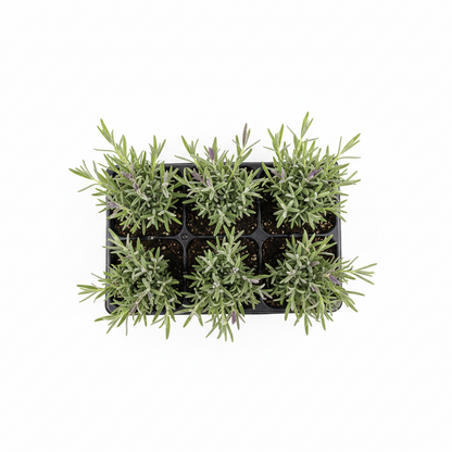 French Lavender Plants