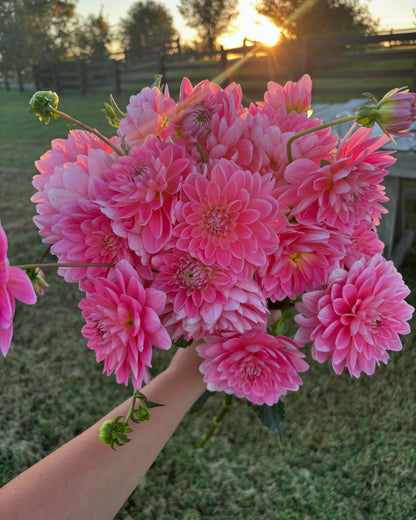 Gerrie Hoek Dahlia Cutting