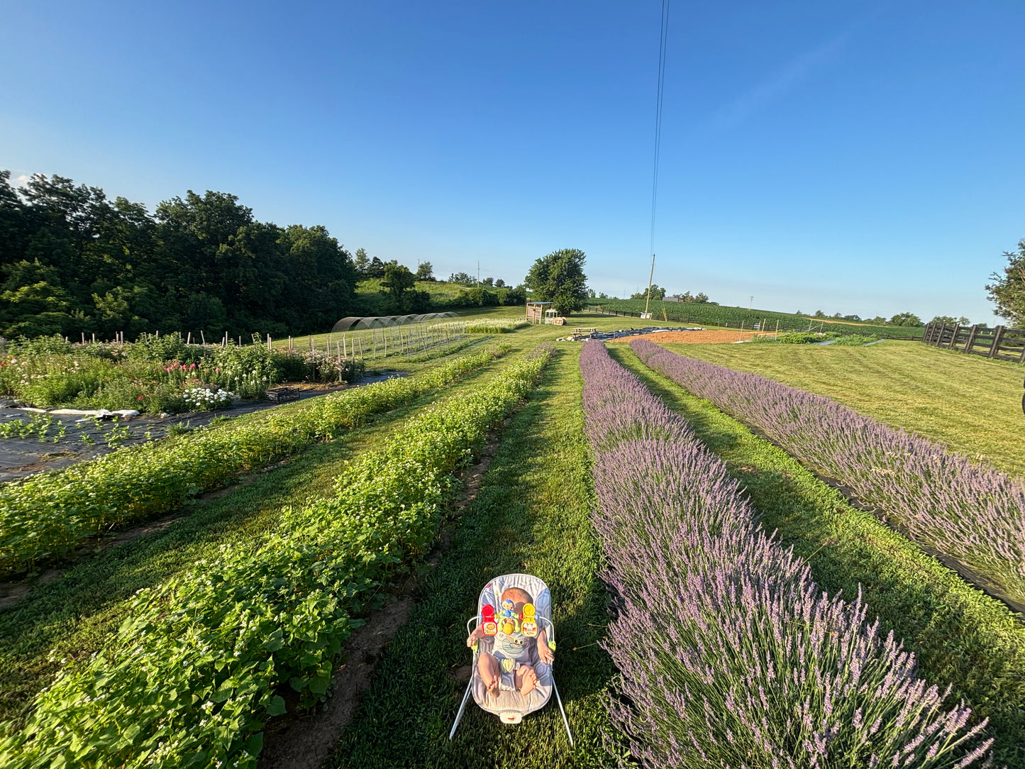 French Lavender Plants
