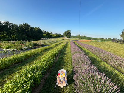 French Lavender Plants