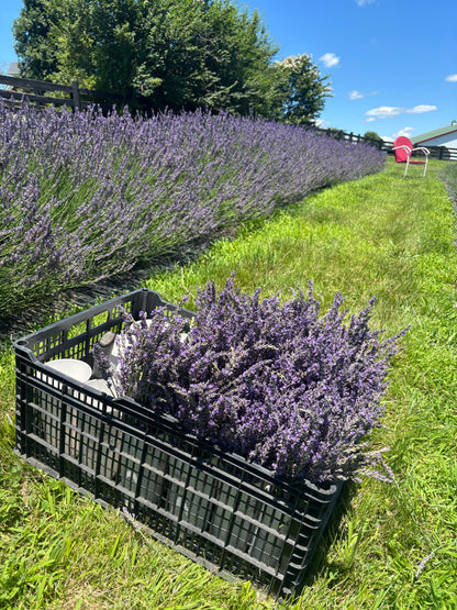 Lavender Holiday Body Care Workshop