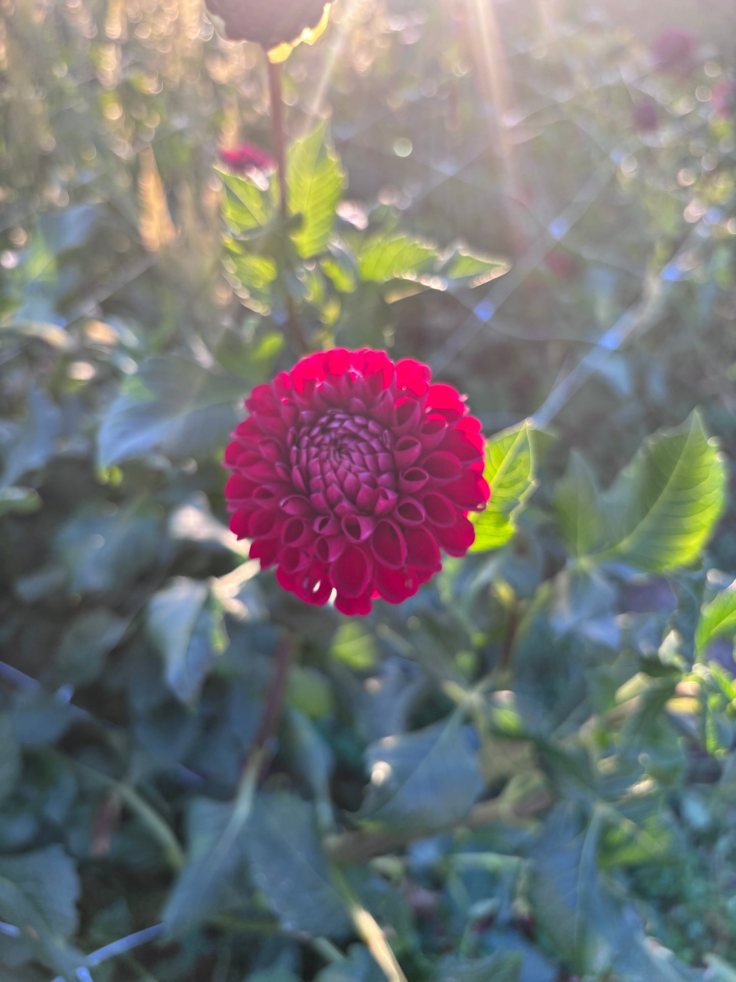 Cornel Bronze Dahlia Cutting