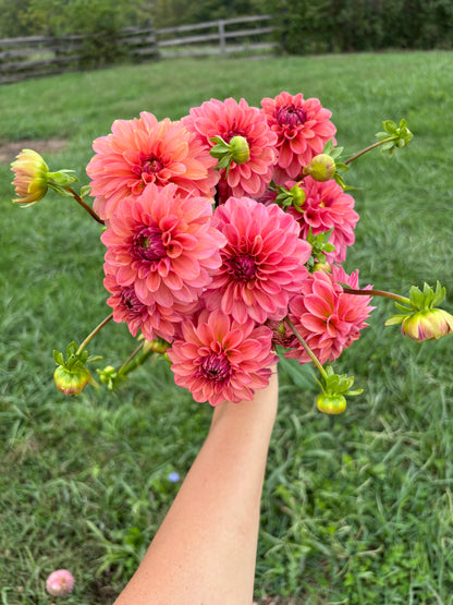 Chewy Dahlia Cutting