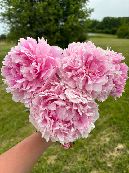 Pink Peony (Read Description)
