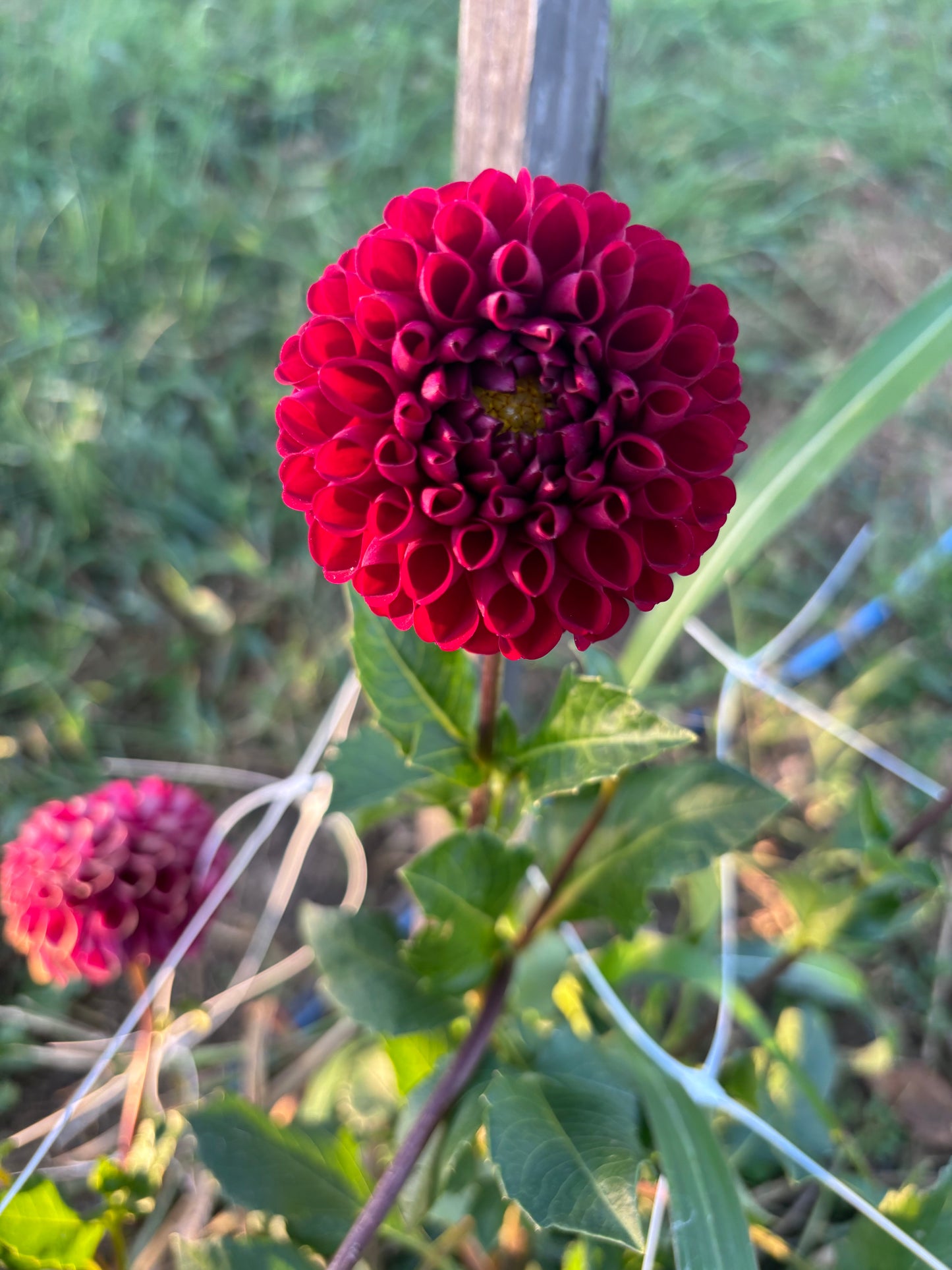 Cornel Bronze Dahlia Cutting