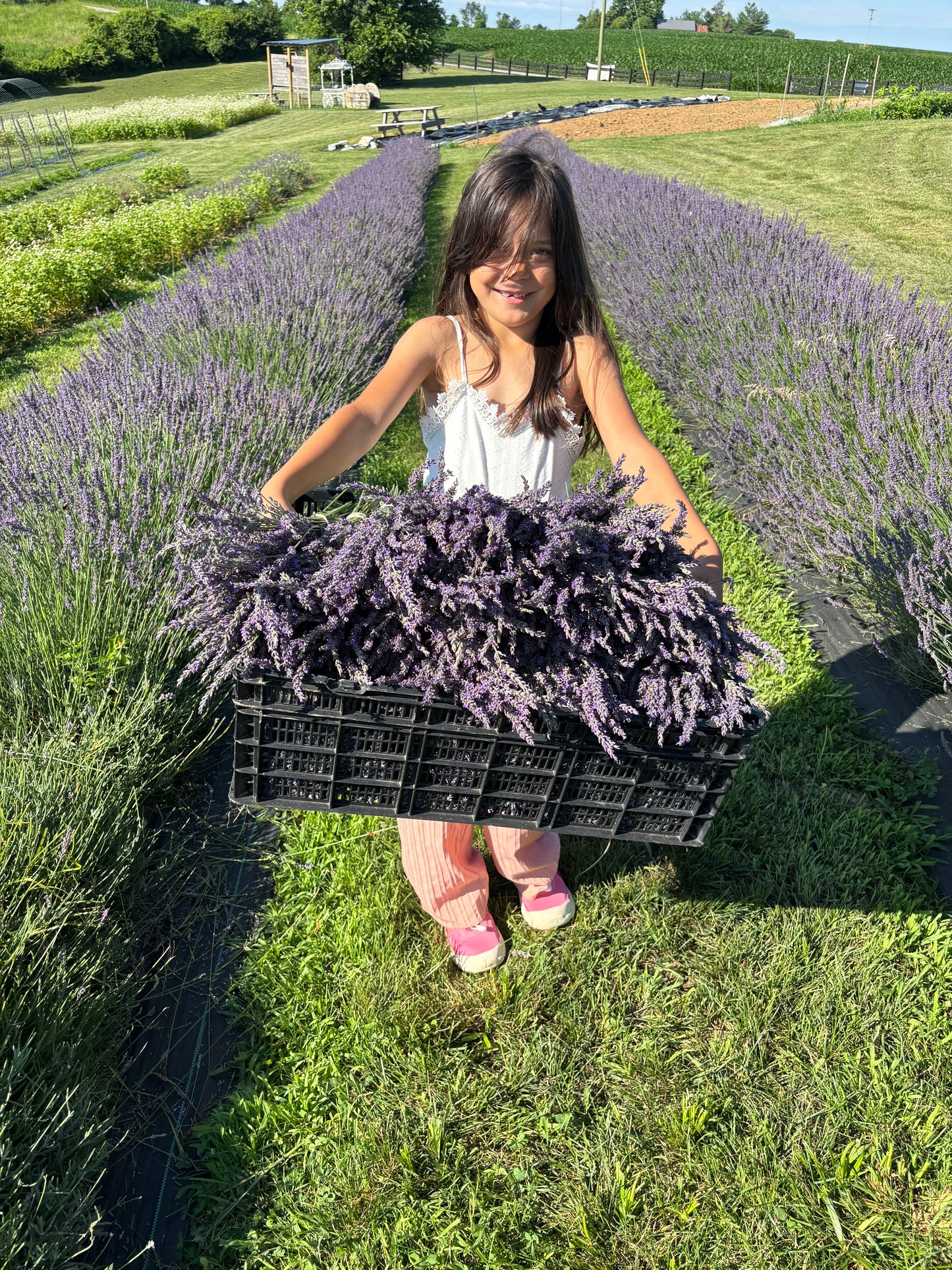 Lavender Holiday Body Care Workshop