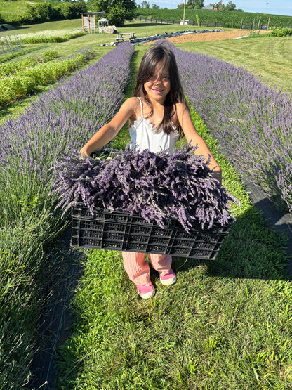 Lavender Holiday Body Care Workshop