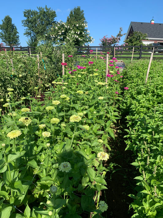 Late Summer Abundance--Large Floral Design Workshop [Ticket for One] Saturday, September 26th 6:30 pm-8:00 pm