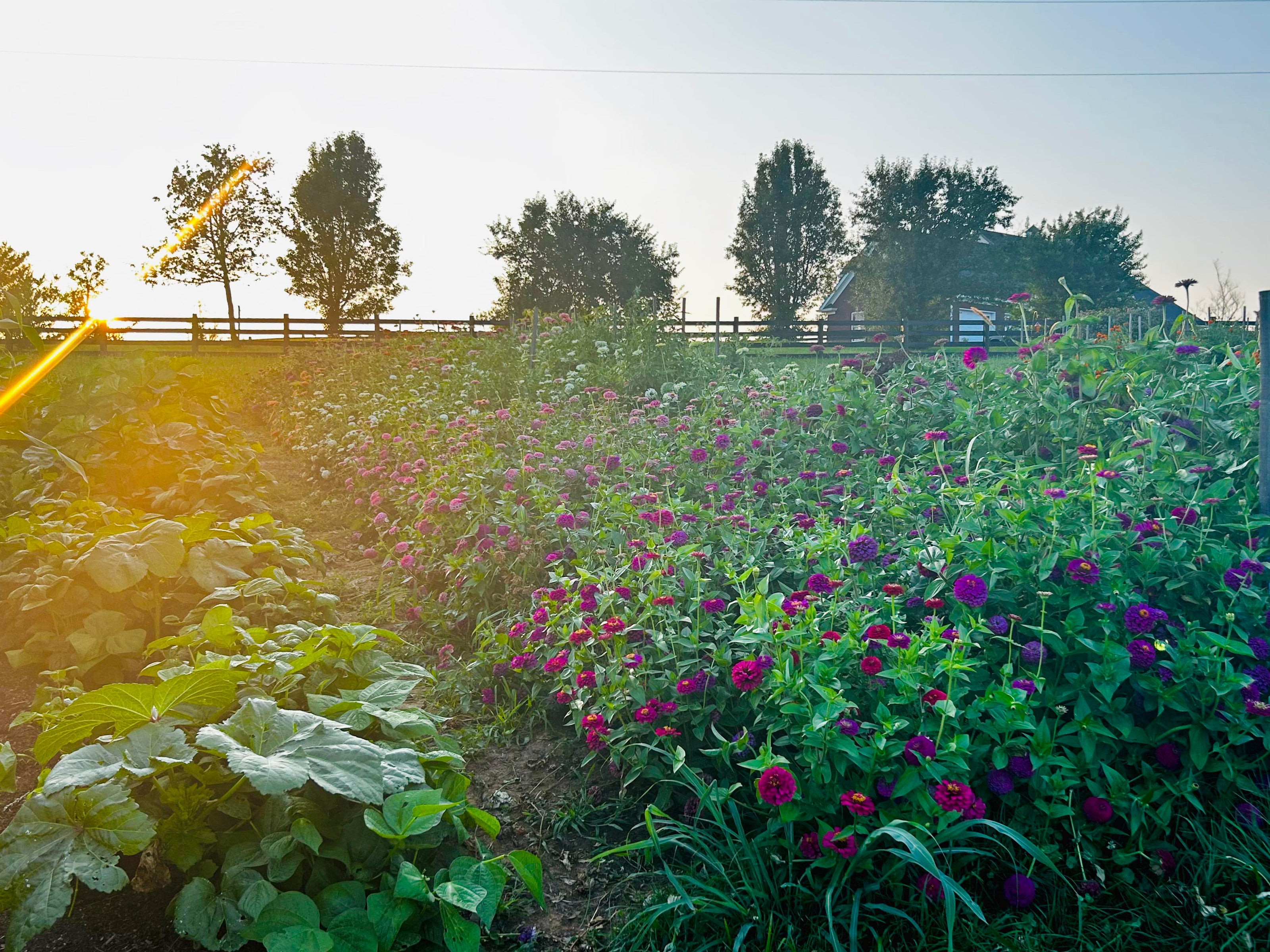 Rows of colorful flowers at a Kentucky u-pick flower farm near Louisville. Family-u-pick-flower-experience-kentucky